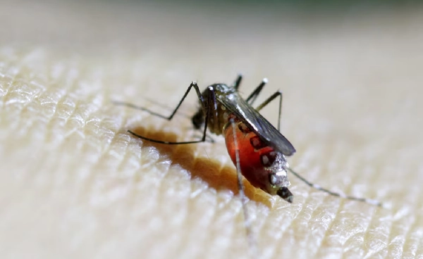 โลกร้อนยุงล้น “ชิคุนกุนยา” ระบาดหนัก จีนป่วยแล้ว 8,000 คน