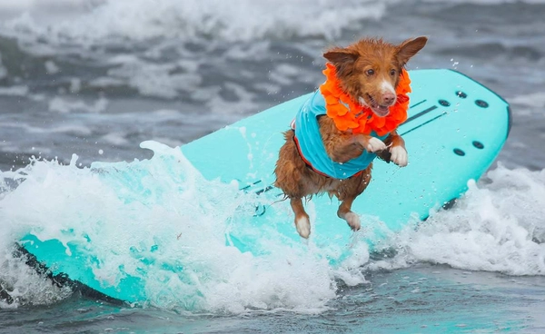 สุนัขเริ่ม “หลากหลาย” เมื่อ 11,000 ปีก่อน ไม่ได้เกิดจากการผสมพันธุ์ช่วงยุคใหม่เท่านั้น