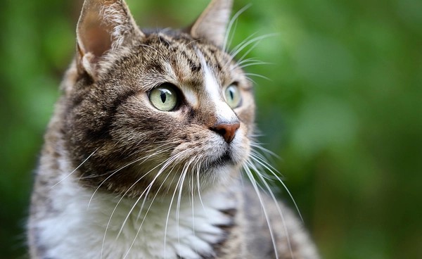 นักวิทยาศาสตร์เผยเคล็ดลับง่าย ๆ ในการสื่อสารกับน้องแมวเพียงแค่ใช้ "การกะพริบตา"