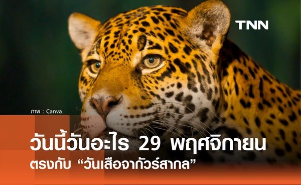 วันนี้วันอะไร วันที่ 29 พฤศจิกายน 2568 วันเสือจากัวร์สากล