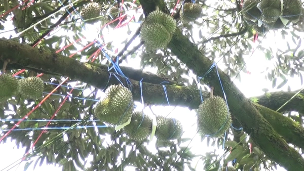 ฮือฮา"ทุเรียน" 2 ต้นให้ผลผลิตมากกว่า 1 ตัน | เรื่องดีดีทั่วไทย | 15-07-68