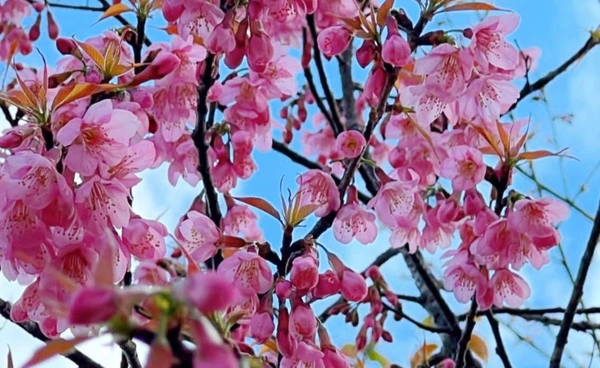 ชม “ดอกพญาเสือโคร่ง” บานสะพรั่ง ที่ดอยผ้าห่มปก