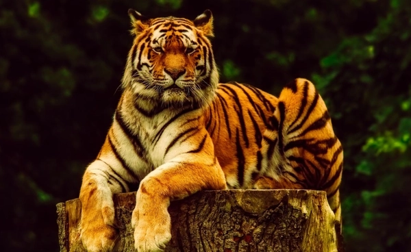 29 ก.ค. "วันเสือโคร่งโลก"   ร่วมอนุรักษ์สัตว์นักล่า