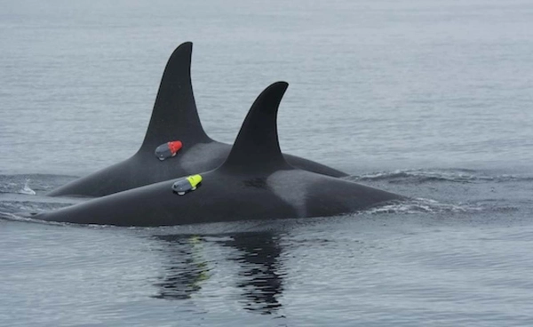 บันทึกได้ครั้งแรก !? พบ “ปลาวาฬเพชฌฆาต” ใช้โลมาเป็น “หน่วยสอดแนมติดเรดาร์”