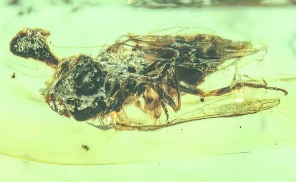 ทีมนักวิทยาศาสตร์ค้นพบ “เชื้อราปรสิต” จากอำพันอายุ 100 ล้านปีในเมียนมาร์