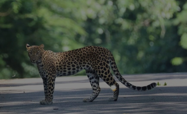 พบ “เสือดาว” แก่งกระจาน  สุดชิลเดินเล่นกลางถนน