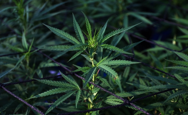 ทรัมป์สนใจลดระดับกัญชาเป็นยาเสพติดอันตรายน้อย