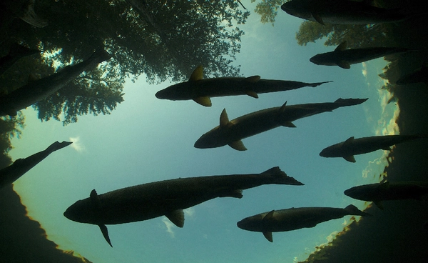 โลกร้อนเขย่าโลกใต้ทะเล ปลาที่คุ้นเคยอาจหายไปตลอดกาล