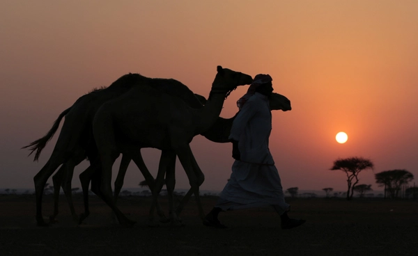 โลกร้อนทำอูฐหาย  “โมร็อกโก” เสี่ยงสูญเสีย วัฒนธรรมกลางทะเลทราย