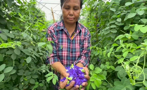 "อัญชัน"พืชใช้น้ำน้อย ต้นทุนต่ำ ทำรายได้หลักหมื่น   | เรื่องดีดีทั่วไทย | 9-09-68