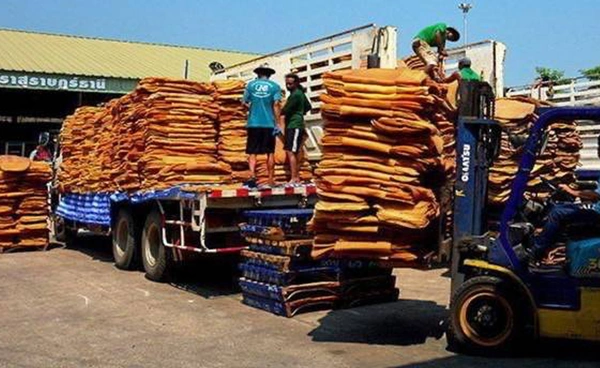 ยางพาราแนวโน้มดี กยท.มั่นใจสิ้นปีราคาพุ่งแตะ 3 หลัก