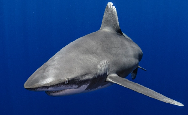 14 ก.ค. วันรู้จักฉลาม ผู้รักษาสมดุลแห่งท้องทะเล