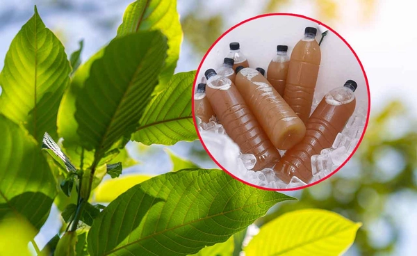 ฝ่าฝืนตั้งแผงลอย-เร่ขาย ใบ-น้ำกระท่อม ปรับ 50,000 บาท