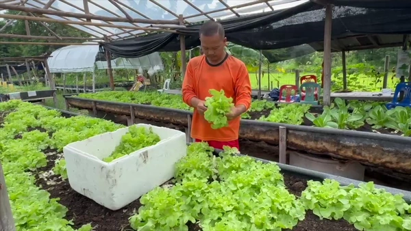 "อดีต ผจก.บริษัท"ผันตัวปลูกผักสลัดอินทรีย์ ทำเงินหมื่นต่อเดือน  | เรื่องดีดีทั่วไทย | 23-07-68