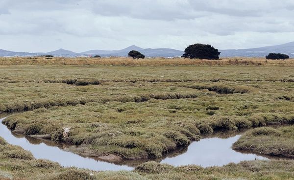 นักวิจัยทำแผนที่ “พรุ” ในไอร์แลนด์ แหล่งสำคัญช่วยซับคาร์บอนของโลก