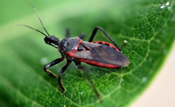 โรคจากแมลงดูดเลือด  Kissing bug ควรถูกพิจารณาเป็นโรคประจำถิ่นในสหรัฐฯ หลังระบาดเพิ่มขึ้น 