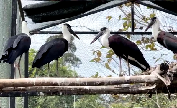 ปล่อยนกกระสาคอขาว คืนสู่ธรรมชาติ เดินหน้าฟื้นฟูระบบนิเวศไทย