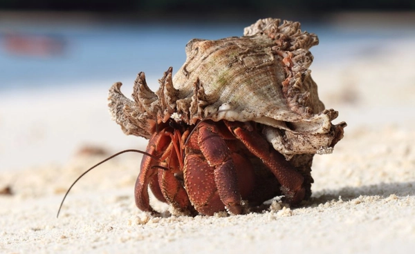 คืนบ้านหลังใหม่ให้ “ปูเสฉวน”  เกาะสิมิลันรับบริจาค “เปลือกหอย”