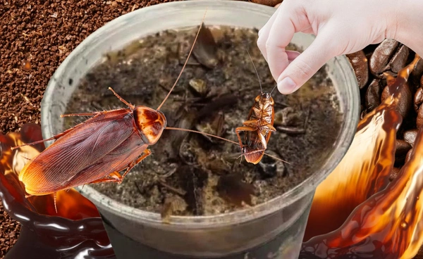 เปิดตัวเมนูกาแฟแมลงสาบ รับรองปลอดภัย มีประโยชน์ตามแพทย์แผนจีน