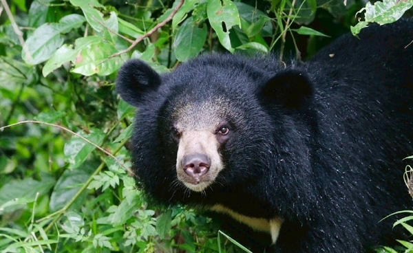 ปล่อย 4 ลูกหมีควายคืนสู่ป่าห้วยขาแข้ง 