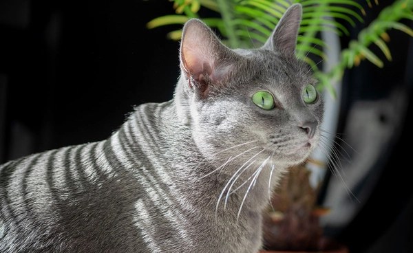 ครม.ไฟเขียว “แมวไทย 5 พันธุ์” เป็นเอกลักษณ์ประจำชาติ ประเภทสัตว์เลี้ยง 