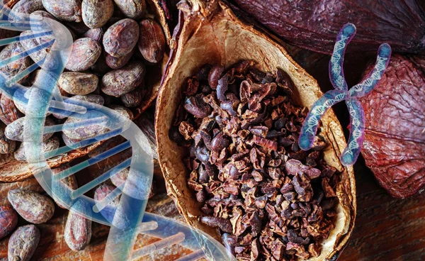 นักวิทย์ พบสารในโกโก้ เชื่อมโยงกับการชะลอวัย