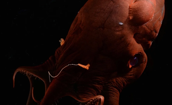 หมึกแวมไพร์จากนรกกุญแจไขอดีต 300 ล้านปี แชมป์จีโนมใหญ่ที่สุดในกลุ่มเซฟาโลพอด