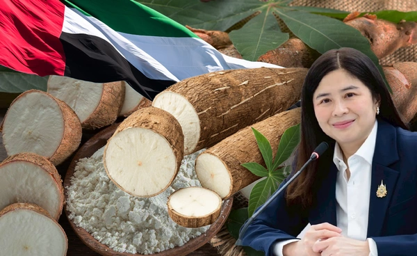 “พาณิชย์” เผยยูเออีสนใจซื้อมันสำปะหลังไทย 