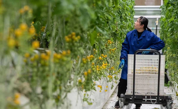 เมื่อจีนใช้มังกรน้อย พลิกฟื้นชนบท (ตอน 4 ) โดย ดร.ไพจิตร วิบูลย์ธนสาร 