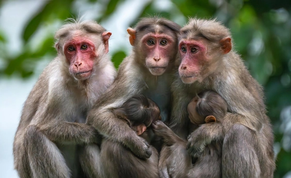 14 ธ.ค. “วันลิงโลก” ร่วมอนุรักษ์ รักษาสมดุลระบบนิเวศ