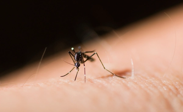 ไข้เลือดออกระบาดหนัก โลกร้อนยิ่งเร่งความรุนแรง