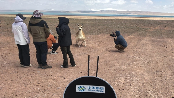 จีนเปิดตัวหุ่นยนต์ แอนทีโลปทิเบต แฝงตัวในกลุ่มสัตว์ เก็บข้อมูลเนียน ๆ 