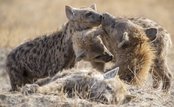 ตัวแม่มาเอง! เปิดโลกของสัตว์ ที่เพศเมียคือผู้นำตัวจริง