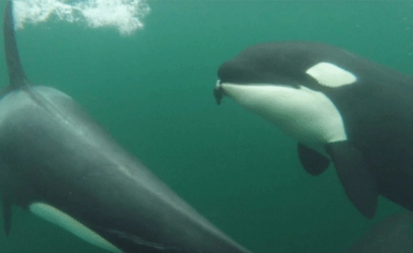 วาฬเพชฌฆาตเสนออาหารให้มนุษย์ เพื่ออะไร ? หรือนี่คือมิตรภาพต่างสายพันธุ์ ?