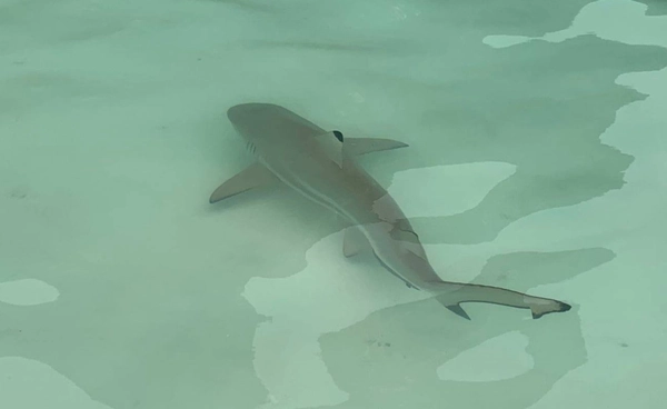 พบฉลามครีบดำ 158 ตัว ที่อ่าวมาหยา จ.กระบี่ ระบบนิเวศฟื้นตัวสมบูรณ์ที่สุดในรอบปี