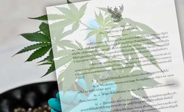 เปิดรายละเอียด ประกาศใหม่สธ. “คุมช่อดอกกัญชา” ใครซื้อได้ - ซื้อไม่ได้? 