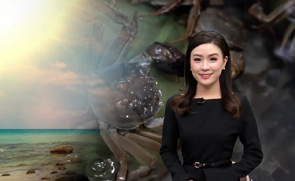 โลกร้อนทำทะเลอุ่น ปูขนในจีนลดฮวบ