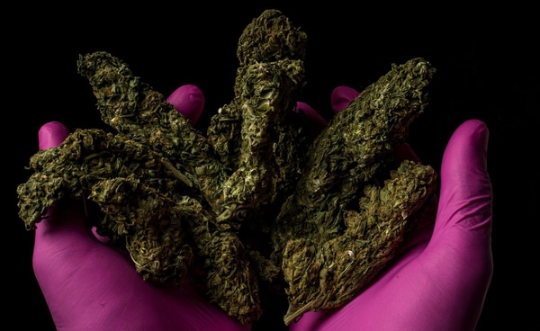 ร้านกัญชานับหมื่น คนใช้เป็นล้าน กัญชาเปลี่ยนสังคมไทยแค่ไหน ในช่วง 3 ปีแห่งเสรี