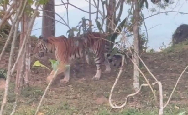 เสือโคร่งวัยรุ่นโผล่ผารักษ์สลัดได ทับลานยืนยันเป็นพฤติกรรมธรรมชาติ