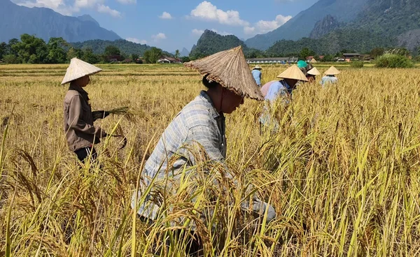 โอนเงินไร่ละพัน! รัฐบาล เผยถึงมือชาวนากว่า 2.48 ล้านครัวเรือน