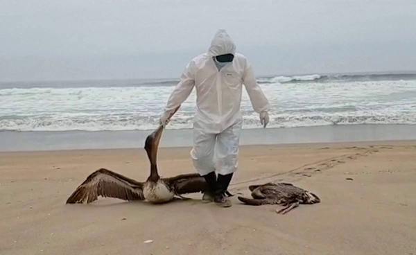 นกทะเลชายฝั่งเปรู ลดฮวบ 75% เสี่ยงสูญพันธุ์ เจอทั้งโลกร้อน-โรคระบาด