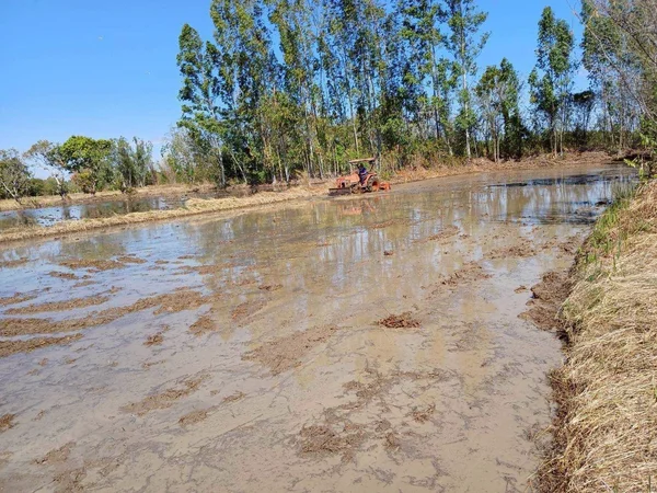 เปิด 11 วิธีปลูก “ข้าวทันอากาศ” ลดก๊าซ 2.4 ล้านตัน เพิ่มรายได้ชาวนาไทย