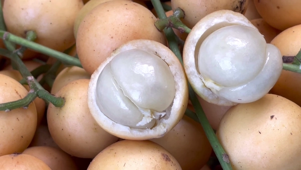 "มะไฟป่า"ผลไม้ป่าทำเงิน ต้นเดียวเก็บขายได้เกือบหมื่น | เรื่องดีดีทั่วไทย | 17-06-68