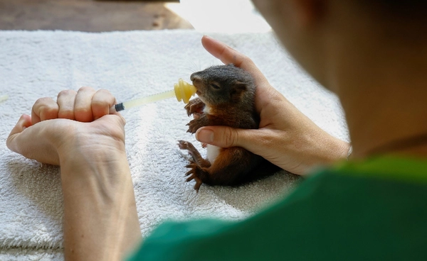 ฝรั่งเศสร้อนระอุ! นกตกจากรัง-สัตว์ทยอยล้มป่วย  ศูนย์ช่วยเหลือสัตว์รับมือไม่ไหว