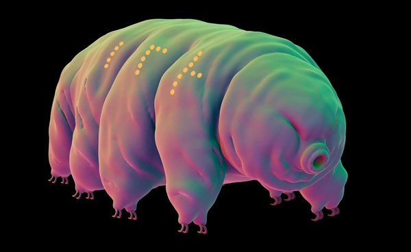 นักวิทยาศาสตร์จีนสร้างรอยสักบน "หมีน้ำ" ด้วยเทคโนโลยีระดับนาโน