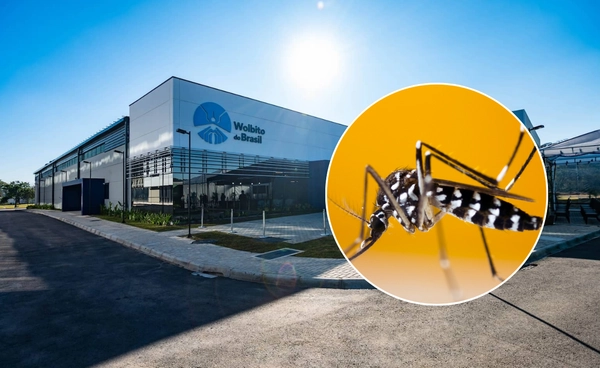 บราซิลก่อตั้งโรงเพาะเลี้ยงยุงใหญ่ที่สุดในโลก เพื่อต่อสู้กับโรคไข้เลือดออก