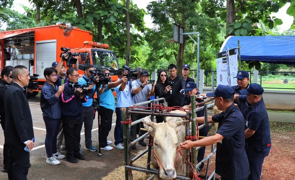 กองทัพไทยหนุนเลี้ยงโควากิว หนองคายโมเดลสร้างรายได้เกษตรกร
