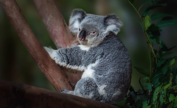 ความหวังใหม่ของ “โคอาลา” ออสเตรเลียเปิดอุทยานยิ่งใหญ่ 2.9 ล้านไร่ เพื่ออนุรักษ์โคอาลา