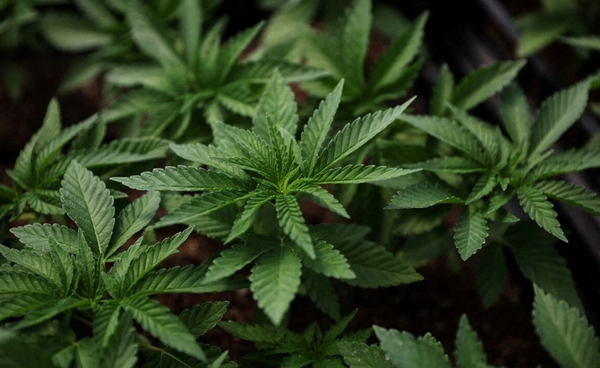 นักวิทยาศาสตร์ค้นพบสารใน "กัญชา" สามารถหยุดยั้งโรคเยื่อหุ้มสมองอักเสบในมนุษย์