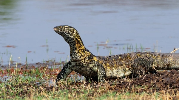 เลี้ยงเพาะพันธุ์ “ตัวเงินตัวทอง” ต้องได้รับอนุญาต จากกรมอุทยานฯ  ?